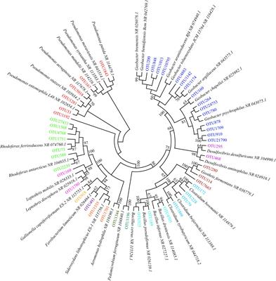 Geographical Distribution of Iron Redox Cycling Bacterial Community in Peatlands: Distinct Assemble Mechanism Across Environmental Gradient